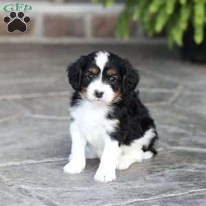 Loki, Cavapoo Puppy